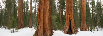 Sequoia panorama