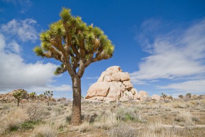 Yucca brevifoliaJoshua tree and rocks flipped