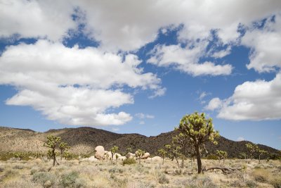 Joshua tree vista