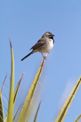 Amphispiza bilineataBlack-throated Sparrow