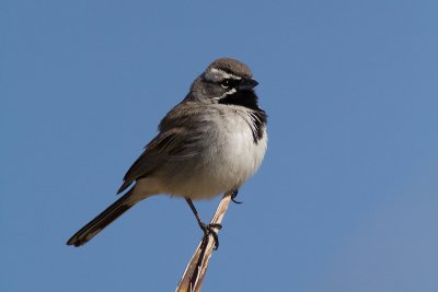 Amphispiza bilineataBlack-throated Sparrow