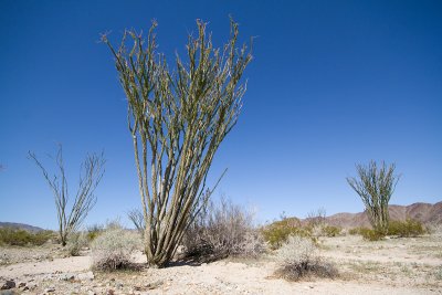 Fouquieria splendensOcotillo