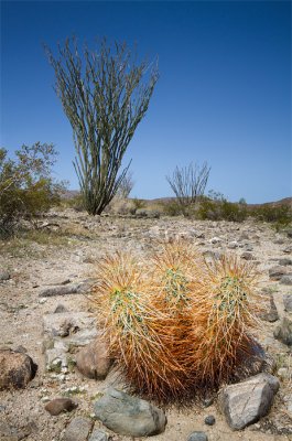 Cactus and Ocotillo