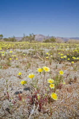 Malacothrix sp.Desert dandelion