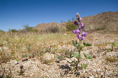 Purple wildflower