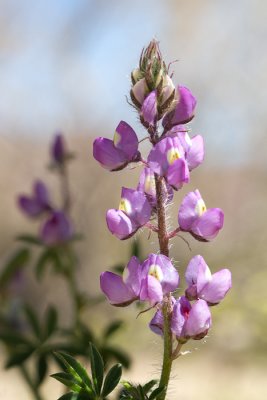 Purple wildflower