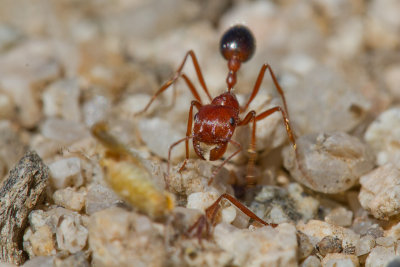 Pogonomyrmex californicusCalifornia harvester ant