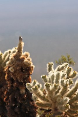 Cholla backlit wren