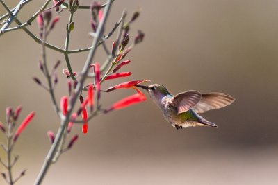 Calypte annaAnna's Hummingbird [?]