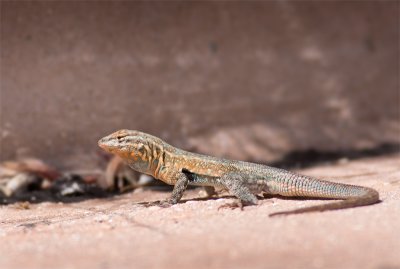 Uta sp.Side-blotched lizard