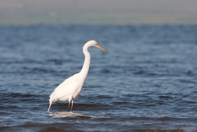 Ardea albaGreat Egret