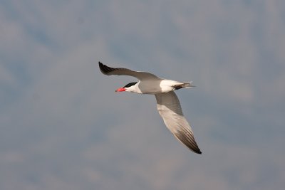 Hydroprogne caspiaCaspian Tern