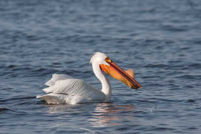 Pelecanus erythrorhynchosAmerican white pelecan