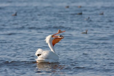 Pelecanus erythrorhynchosAmerican white pelecan