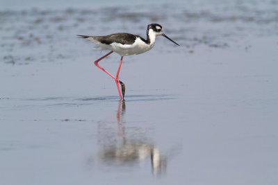 Himantopus mexicanusBlack-necked Stilt