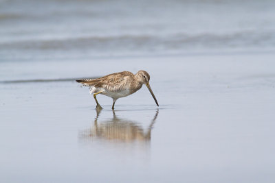 Limnodromus scolopaceusLong-billed Dowitcher