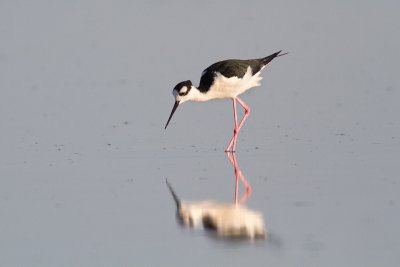 Himantopus mexicanusBlack-necked Stilt