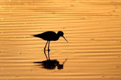 Himantopus mexicanusBlack-necked Stilt