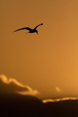 Hydroprogne caspiaCaspian Tern