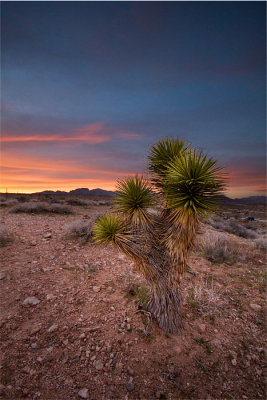 Yucca sunset
