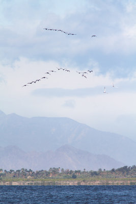 Pelecanus erythrorhynchosAmerican white pelecan