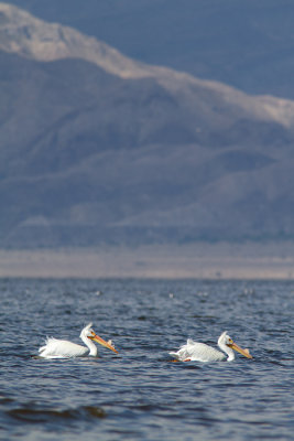 Pelecanus erythrorhynchosAmerican white pelecan