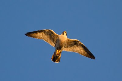 Falco sparveriusAmerican Kestrel