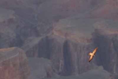 Falco sparveriusAmerican Kestrel