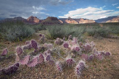 Cactus and south rim