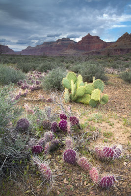 Two caci and south rim