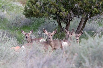 Odocoileus hemionusMule Deer