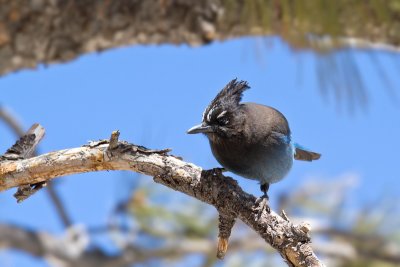 Cyanocitta stelleriSteller's Jay