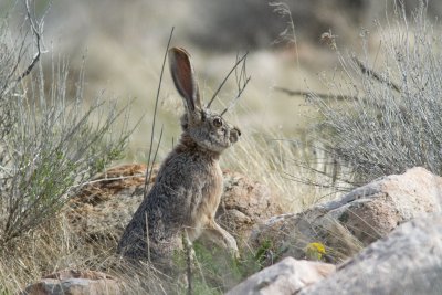 Lagomorpha (Hares, rabbits & pikas)