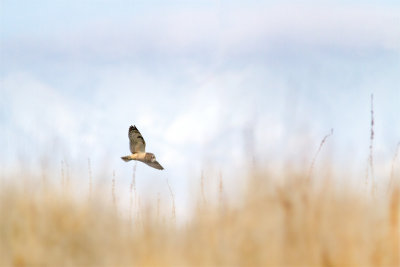 Asio flammeusShort-eared owl