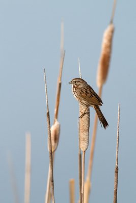 Melospiza melodiaSong Sparrow