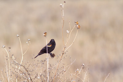Agelaius phoeniceusRed-winged Blackbird