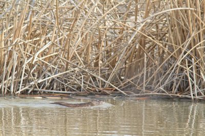 Ondatra zibethicusMuskrat