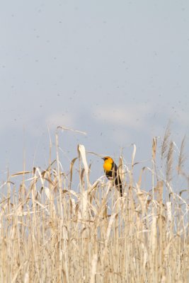 Xanthocephalus xanthocephalusYellow-headed Blackbird