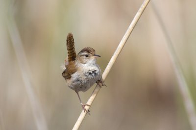 Bear River Migratory Bird Refuge