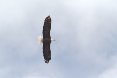Haliaeetus leucocephalusBald eagle
