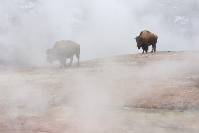 Bison bisonBison