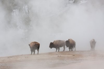 Bison bisonBison