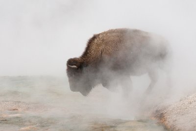 Bison bisonBison crosses stream