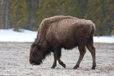 Bison bisonBison