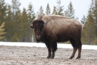Bison bisonBison