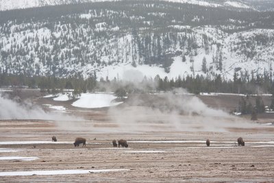 Bison bisonBison