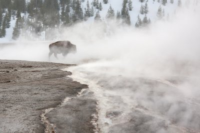 Bison bisonBison