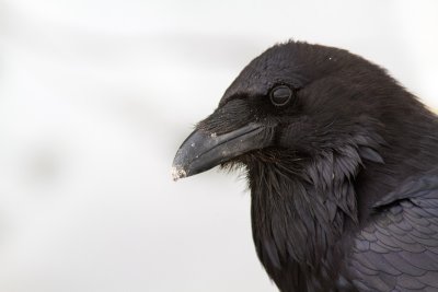 Corvus coraxCommon raven