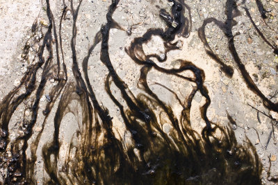 Biotic patterns