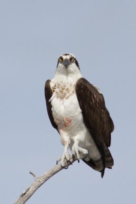 Pandion haliaetusOsprey